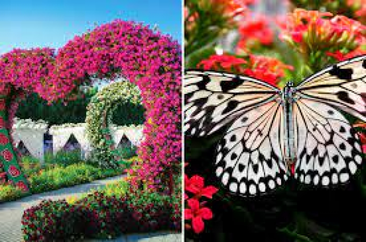 Парки Miracle Garden и Butterfly Garden