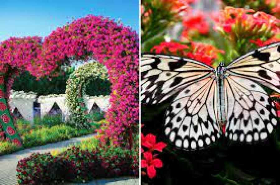 Парки Miracle Garden и Butterfly Garden